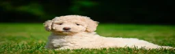 Bernedoodle dogs for sale: Oscar - Ad 3