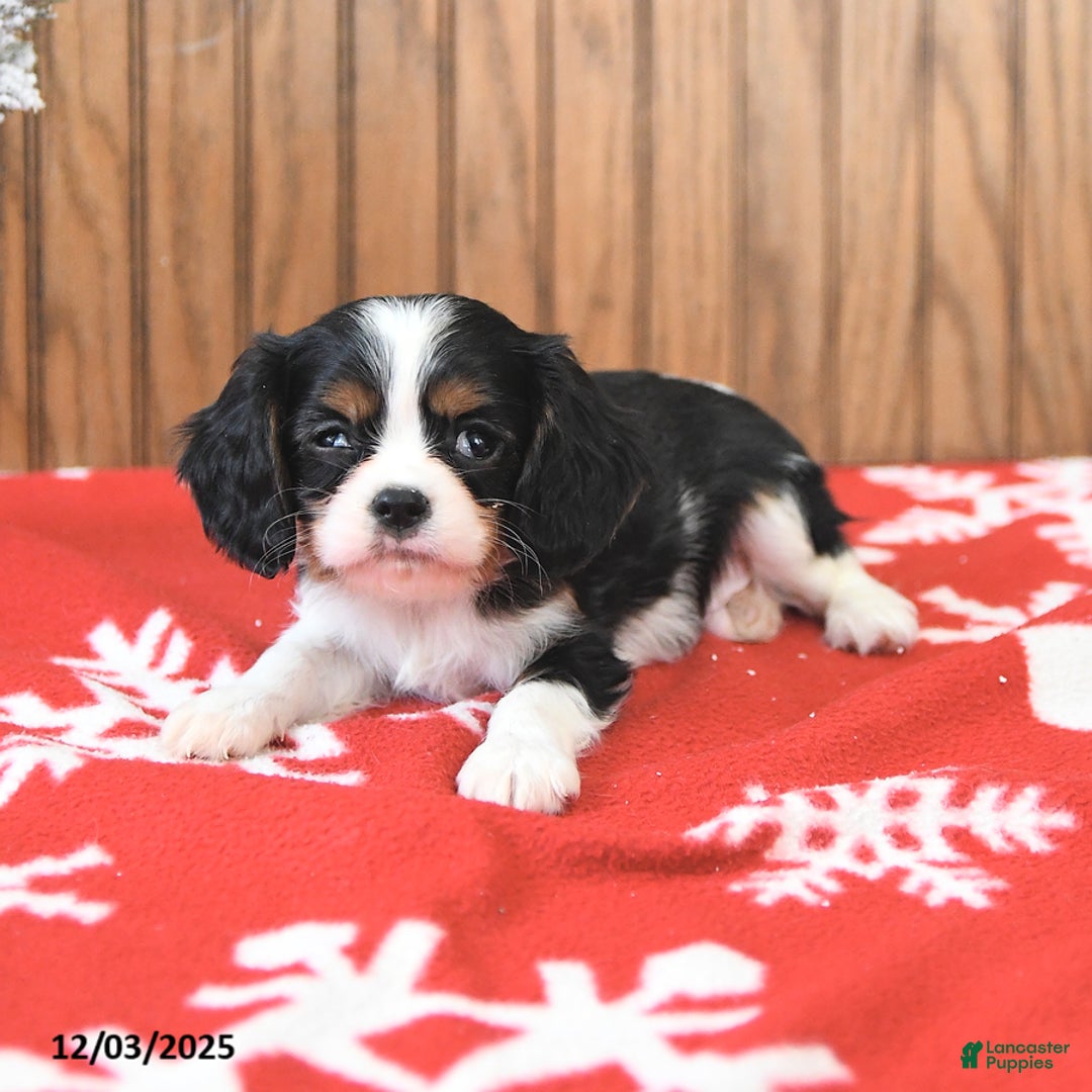 Cavalier King Charles Spaniel dogs for sale: Cyclone - Ad 3