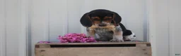 Beagle dogs for sale: Cooper - Ad 1