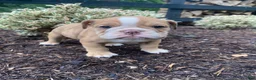 English Bulldog dogs for sale: Pearl - Ad 7