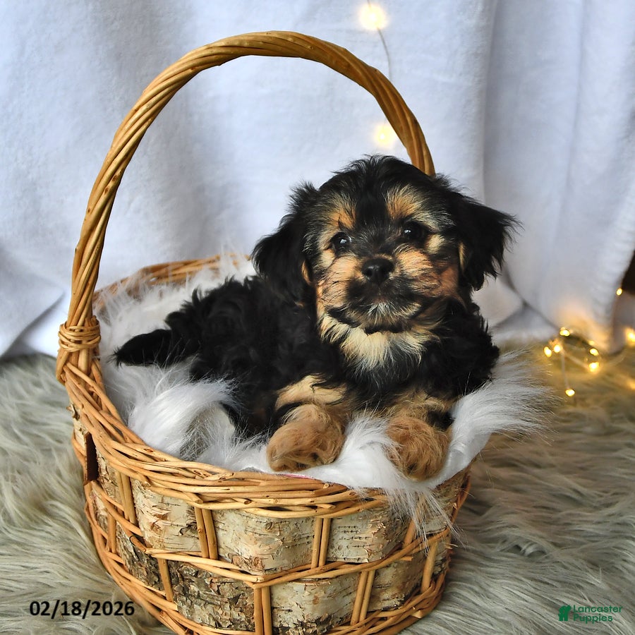 Morkie dogs Bear - Ad 1
