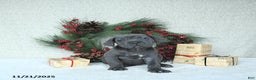 Cane Corso dogs for sale: Joy - Ad 7