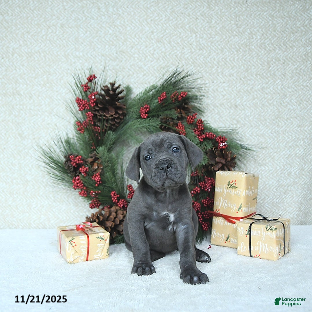 Cane Corso dogs for sale: Joy - Ad 7