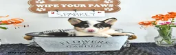 Welsh Corgi Pembroke dogs for sale: Sparkey   - Ad 1