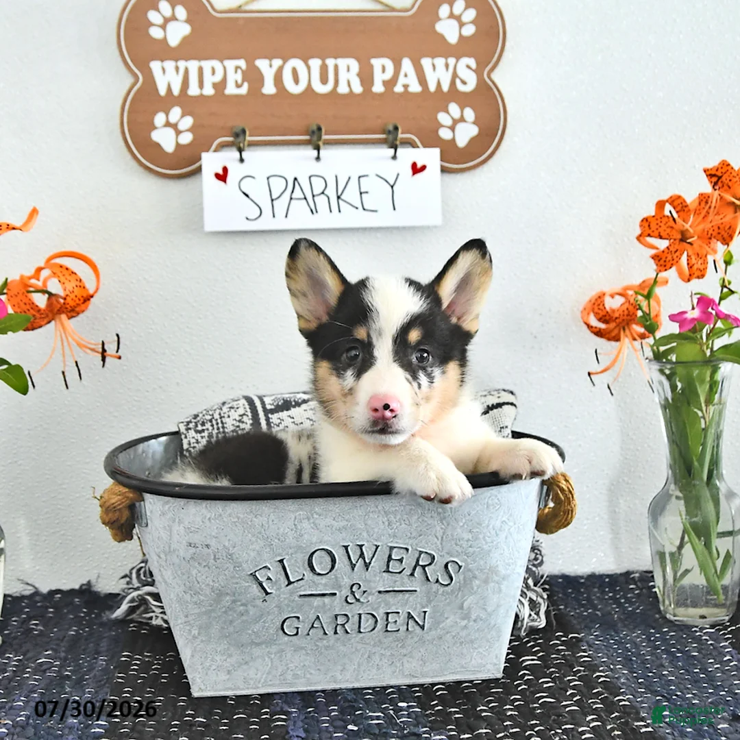 Welsh Corgi Pembroke dogs for sale: Sparkey   - Ad 1