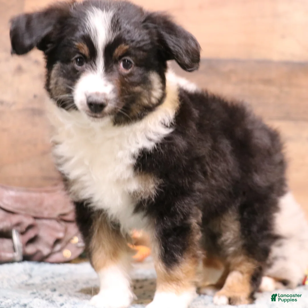 Toy Australian Shepherd dogs for sale: Toy Australian Shepherd Puppy 1 - Ad 3