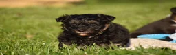 Mixed Breed dogs for sale: Stoker - Ad 4