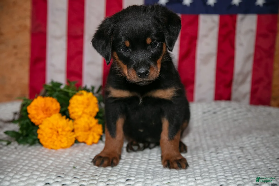 Rottweiler dogs for sale: Tango - Ad 3