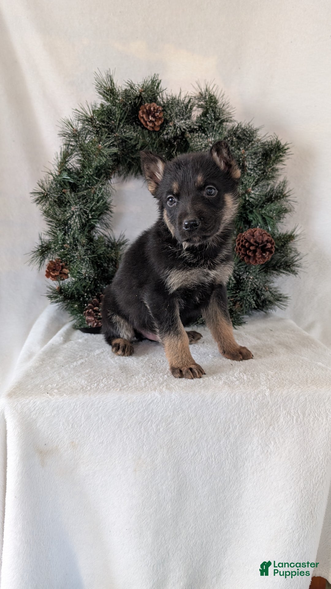 German Shepherd dogs for sale: Jordan  - Ad 2