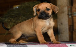 Puggle dogs for sale: Nick - Image 5