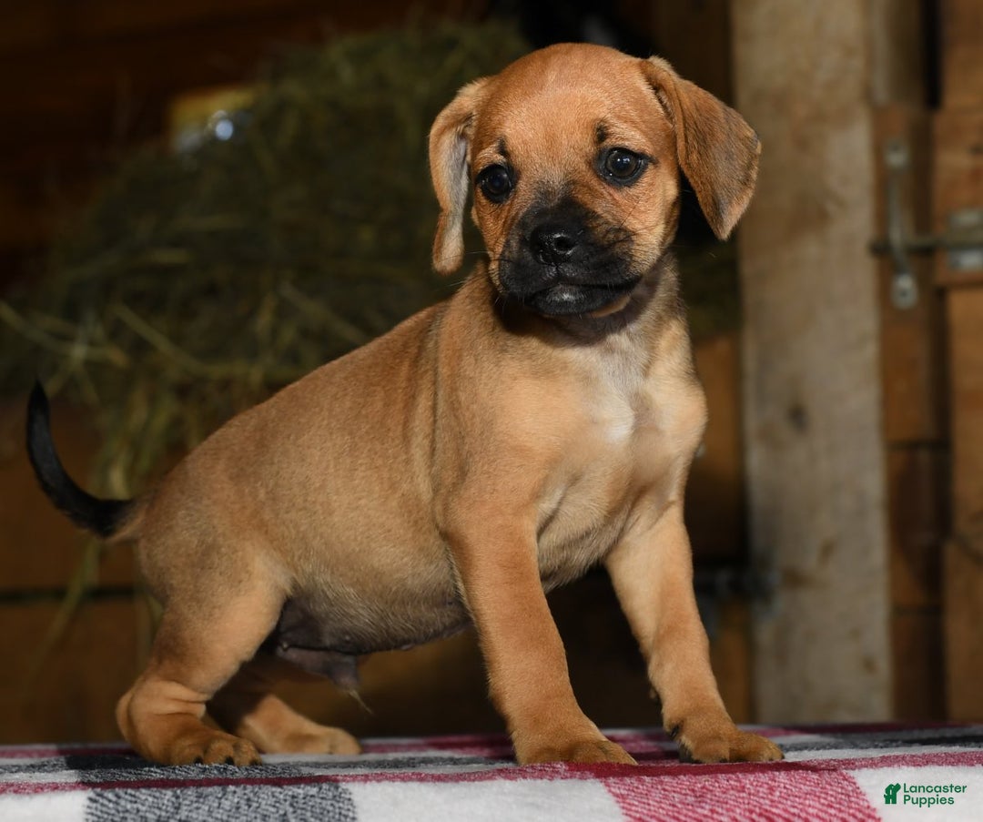 Puggle dogs for sale: Nick - Image 5