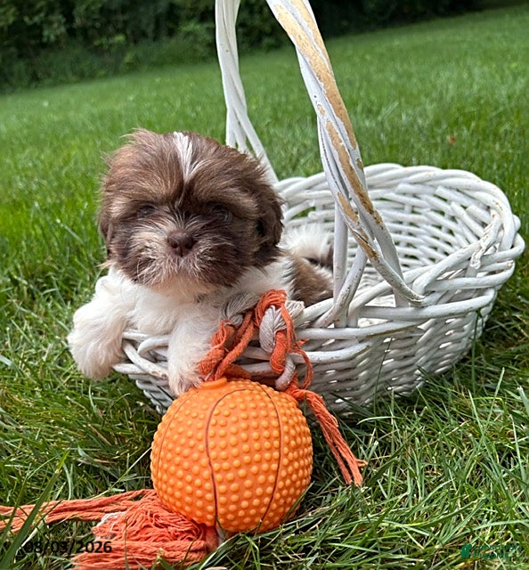 Shih Tzu dogs Baylee - Ad 2