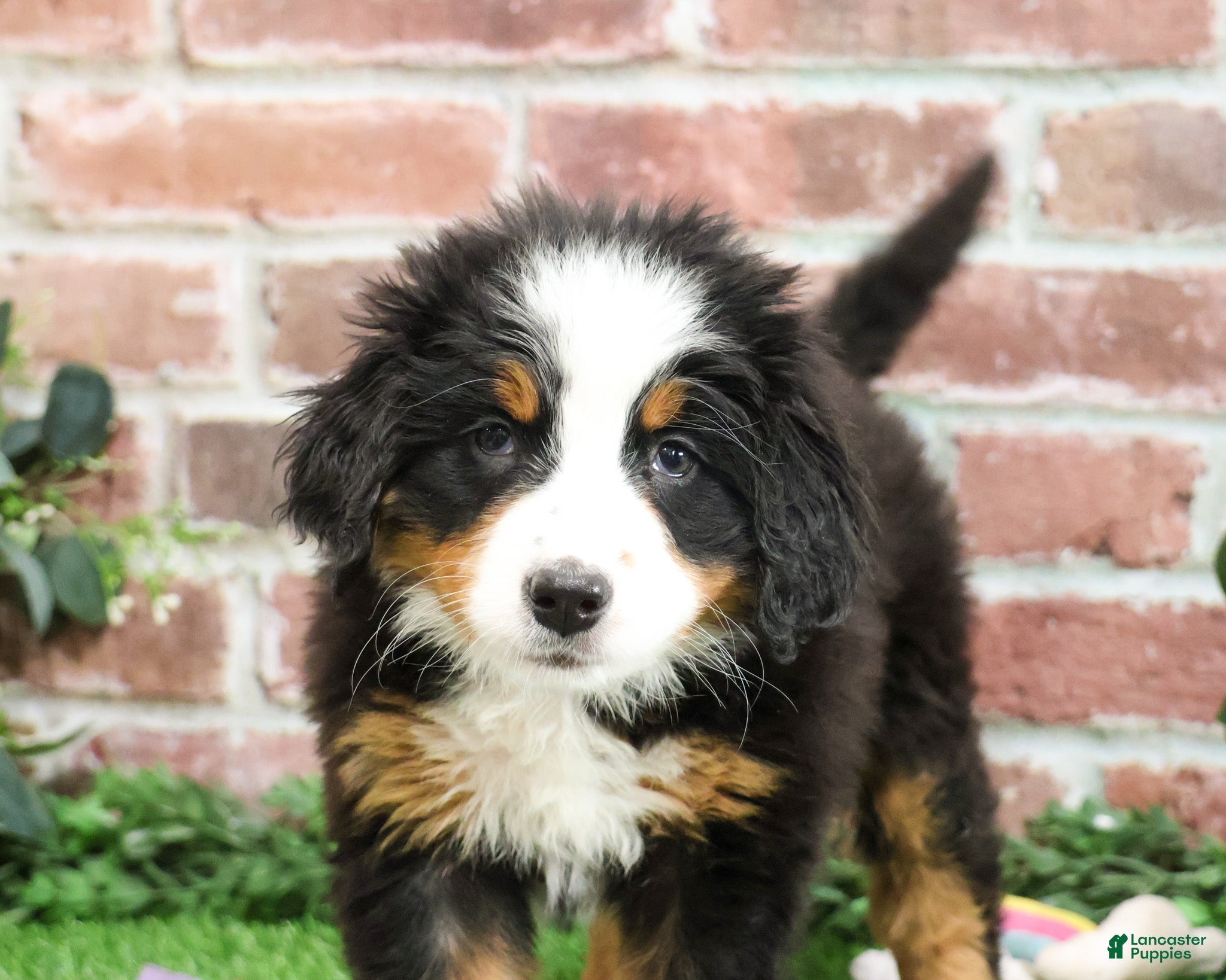 Bernese Mountain Dog dogs Holly  - Ad 27