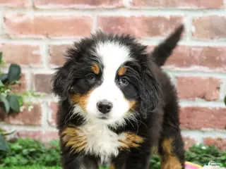 Bernese Mountain Dog dogs Holly - Ad 27