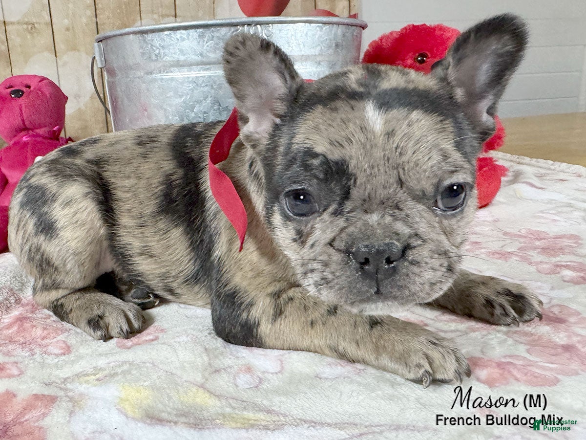 Mixed Breed dogs Mason - Ad 2