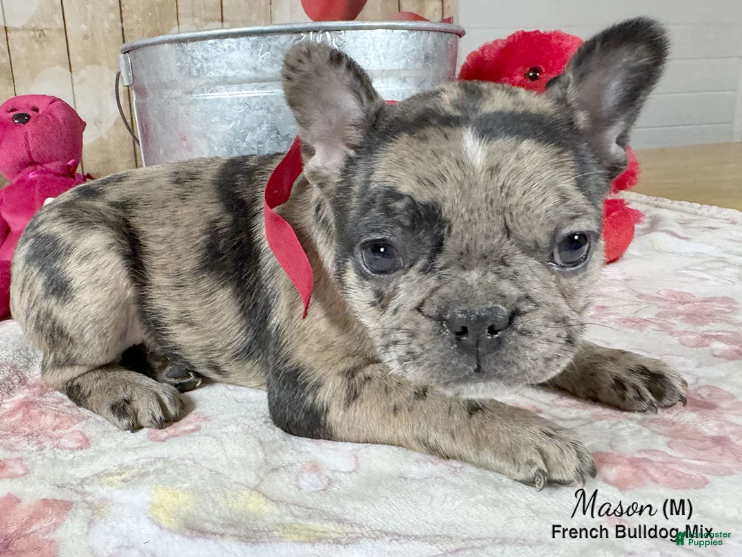 Mixed Breed dogs for sale: Mason - Ad 2