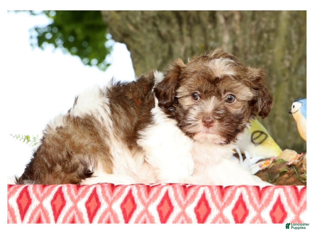 Havanese dogs for sale: Major - Ad 9
