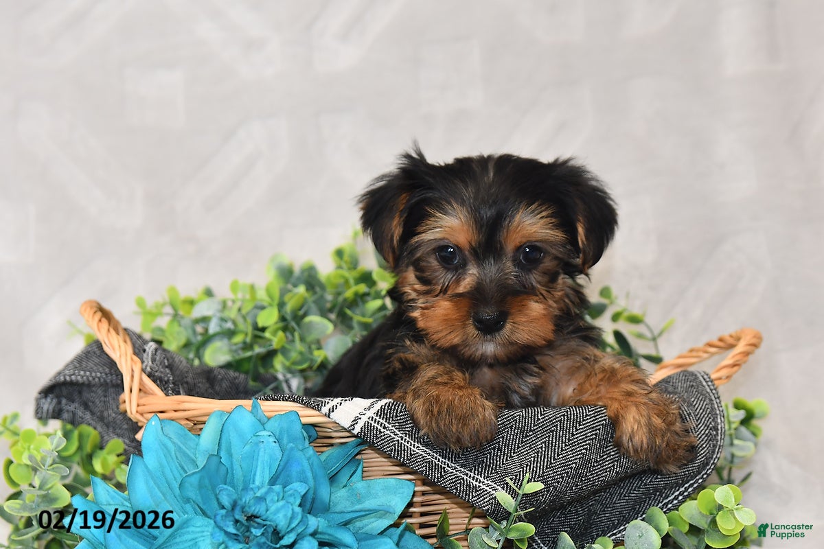 Yorkshire Terrier dogs Bailey - Ad 2