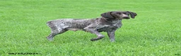 German Shorthaired Pointer dogs for sale: Lando - Ad 6