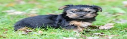Yorkshire Terrier dogs for sale: Bella - Ad 4