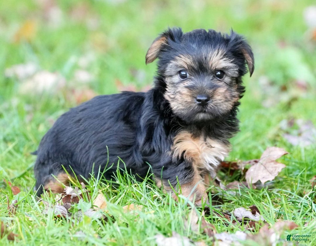 Yorkshire Terrier dogs for sale: Bella - Ad 4