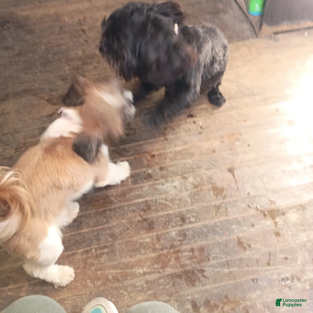 Shih Tzu dogs for sale: Shih Tzu Puppy - Ad 3