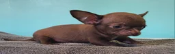 Chihuahua dogs for sale: Hershey - Ad 6