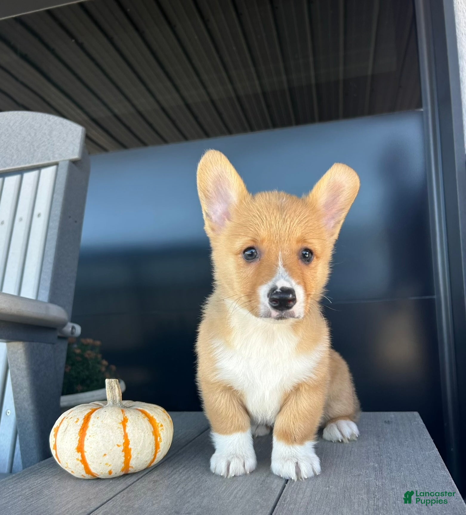 Welsh Corgi Pembroke dogs Belle Welsh Corgi Pembroke 3 - Ad 1