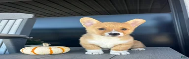 Belle Welsh Corgi Pembroke 3
