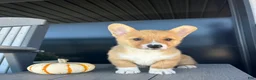 Welsh Corgi Pembroke dogs for sale: Belle Welsh Corgi Pembroke 3 - Ad 1