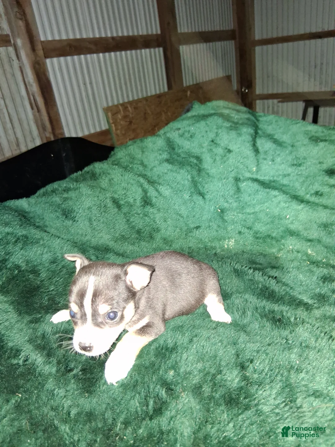Chihuahua dogs for sale: Chihuahua Puppy 2 - Ad 1