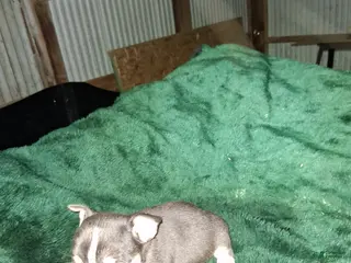 Chihuahua dogs Chihuahua Puppy 2 - Ad 39