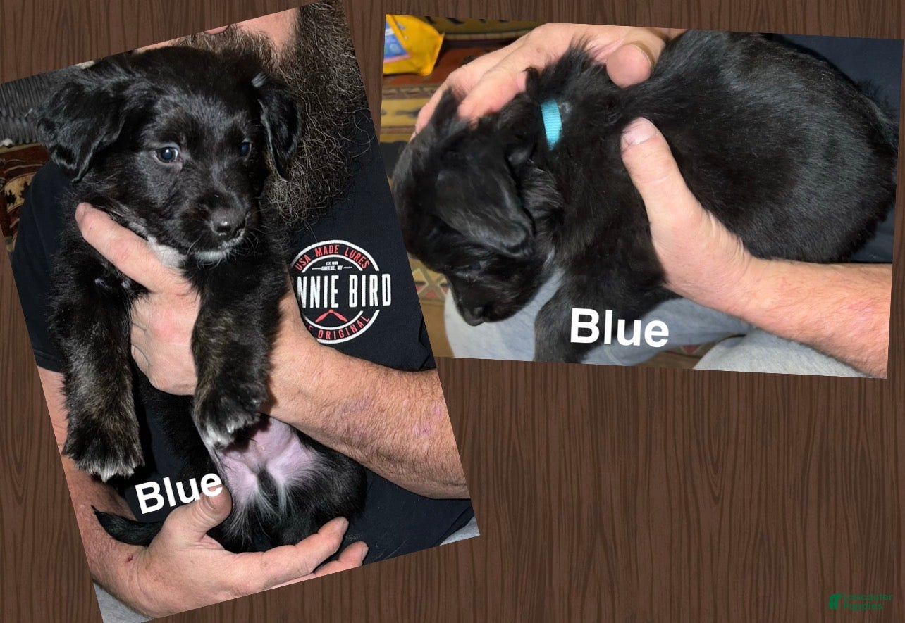 Mixed Breed dogs Blue Collar  - Ad 36