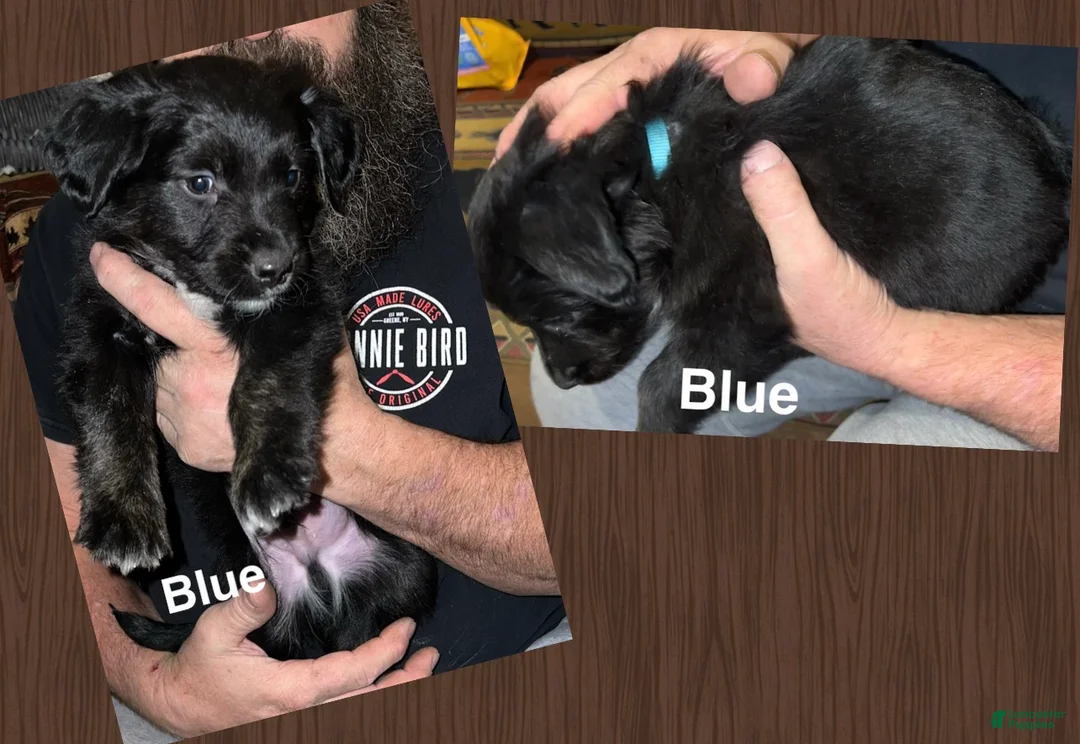 Mixed Breed dogs for sale: Blue Collar  - Ad 1