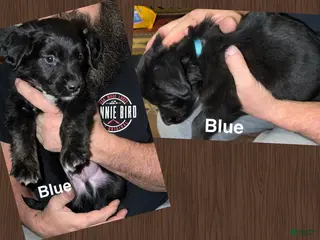 Mixed Breed dogs Blue Collar - Ad 36