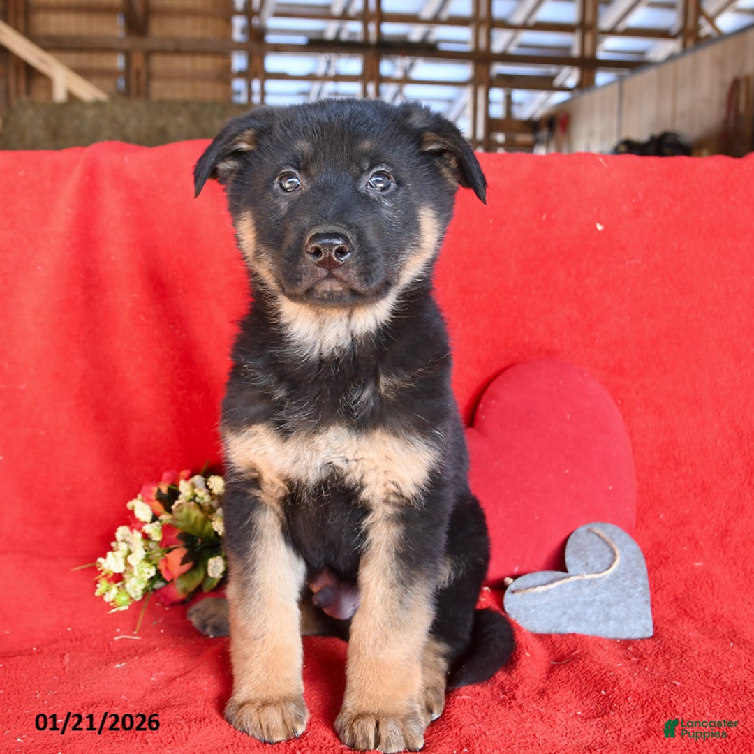 German Shepherd dogs for sale: Joe - Ad 4