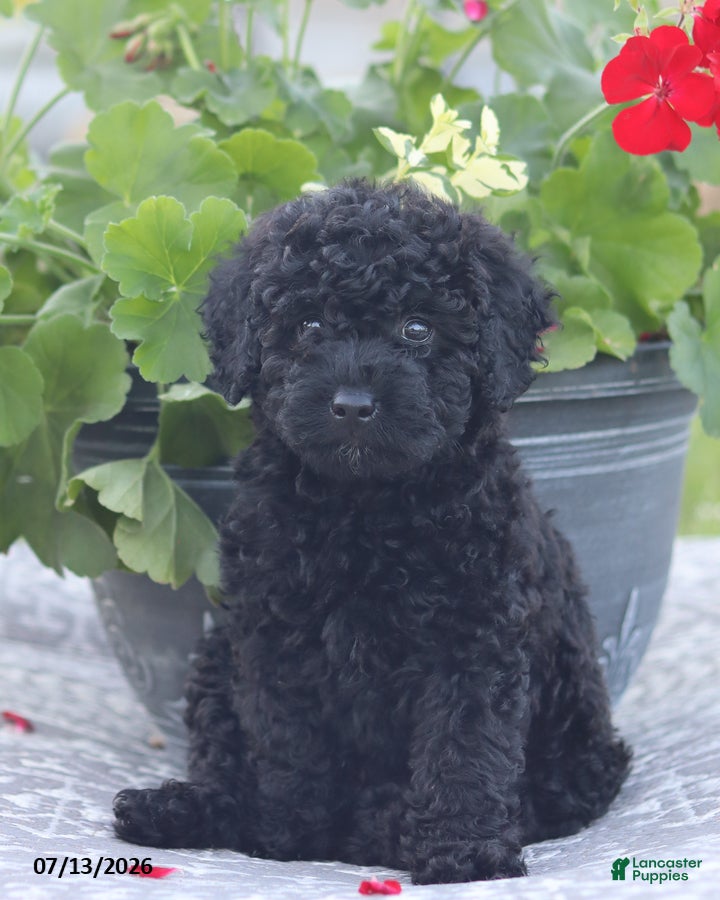 Miniature Poodle dogs Norm - Ad 2