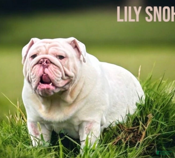 English Bulldog dogs English Bulldog 4 - Ad 2