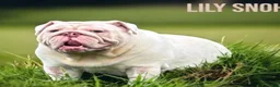 English Bulldog dogs for sale: English Bulldog 7 - Ad 2