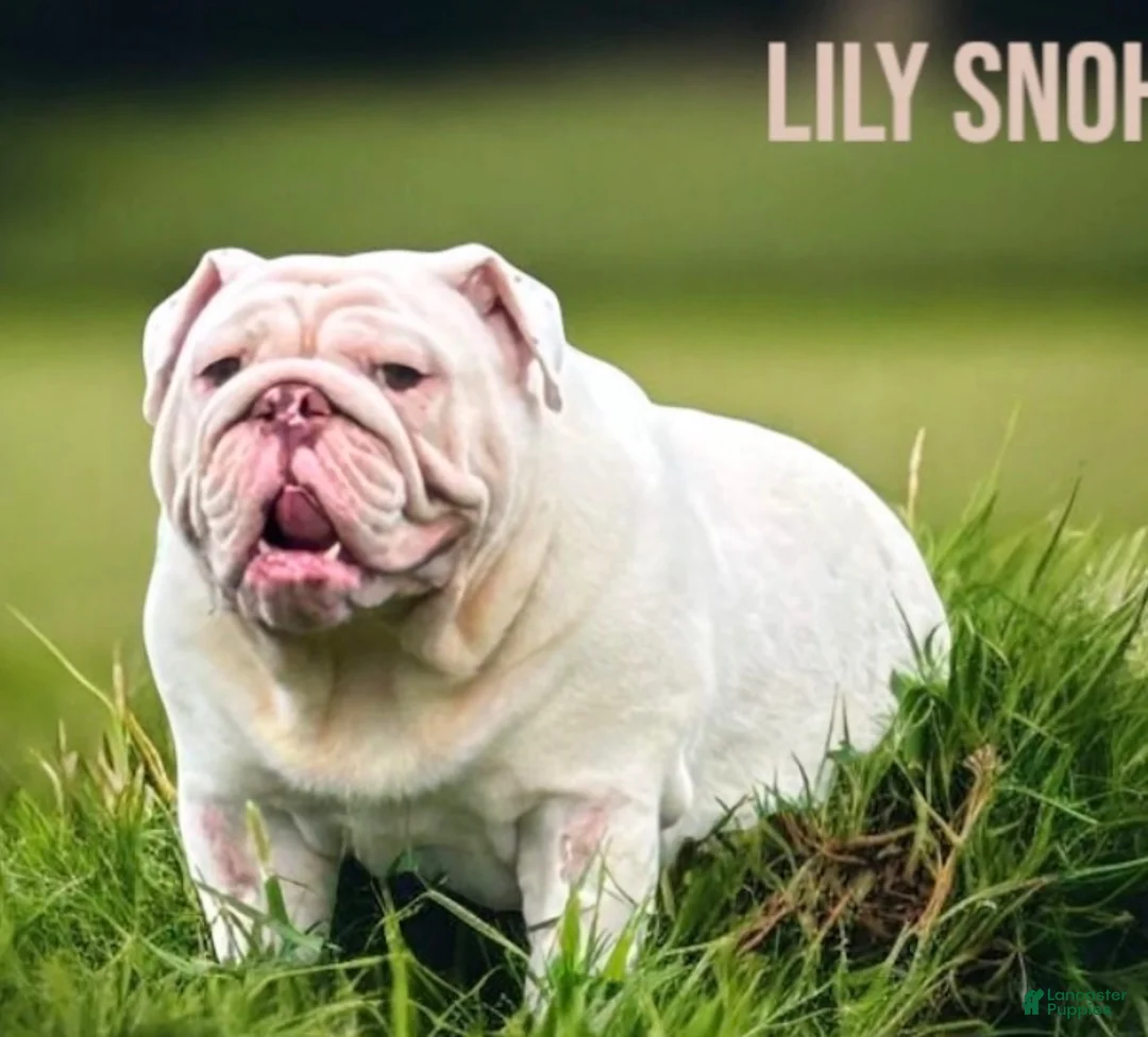 English Bulldog dogs for sale: English Bulldog 7 - Ad 2