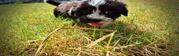 Havapoo dogs for sale: Kibbles - Ad 18