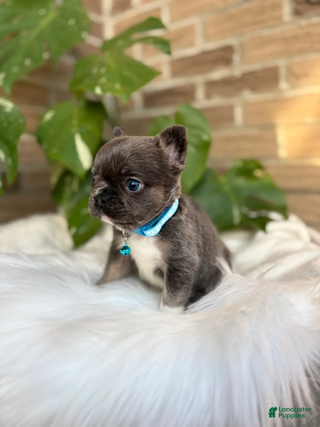 French Bulldog dogs for sale: French Bulldog Puppy 4 - Ad 2