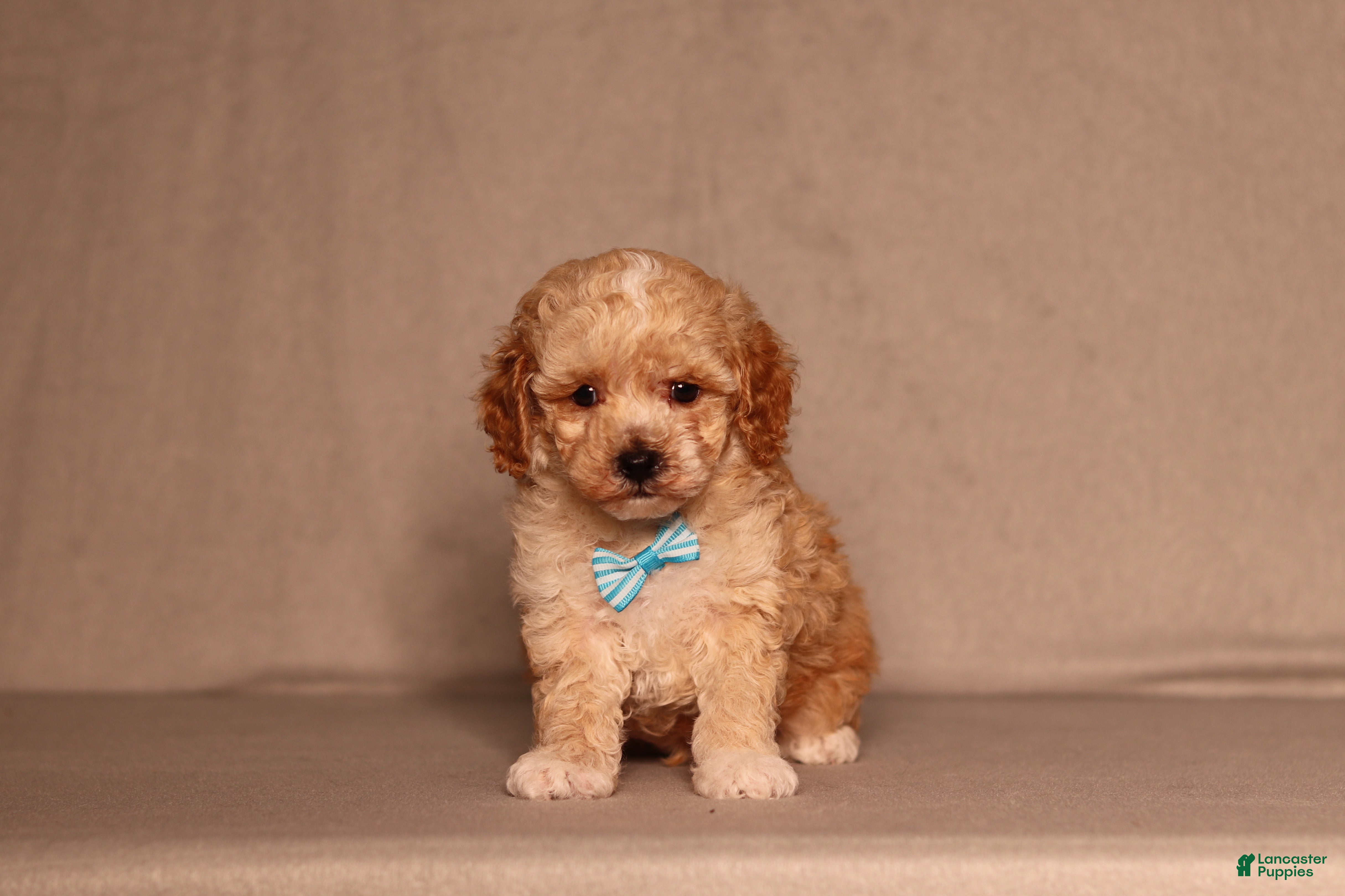 Miniature Poodle dogs Denver - Ad 2