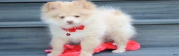 Pomeranian dogs for sale: Teddy  - Ad 13