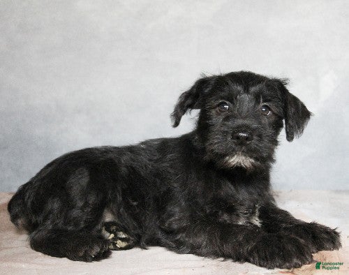 Miniature Schnauzer dogs Kingston - Ad 42