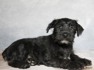 Miniature Schnauzer dogs Kingston - Ad 35