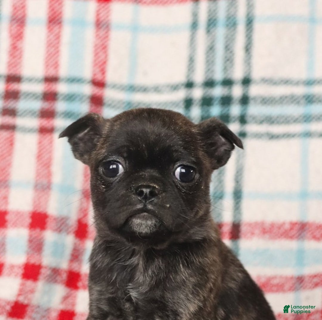 Mixed Breed dogs for sale: Hazel - Ad 5