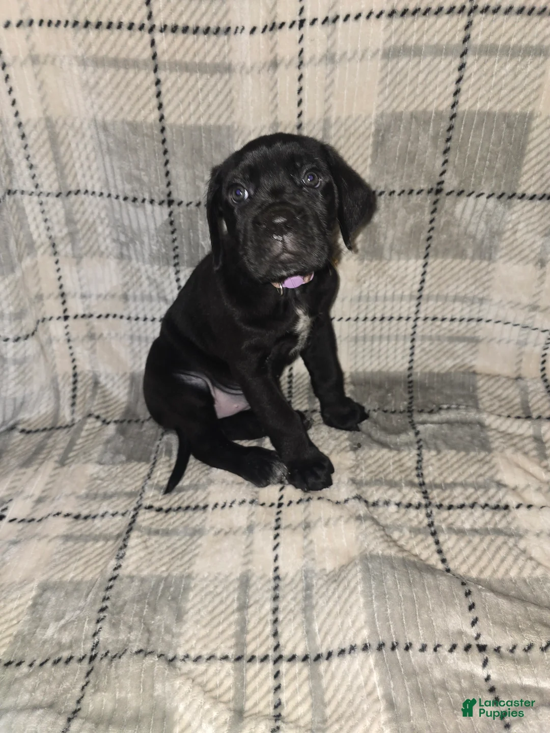 Cane Corso dogs for sale: Eve - Ad 1