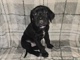 Cane Corso dogs Eve - Ad 30