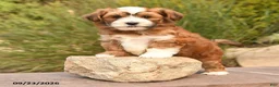 Havanese dogs for sale: Patches - Ad 3